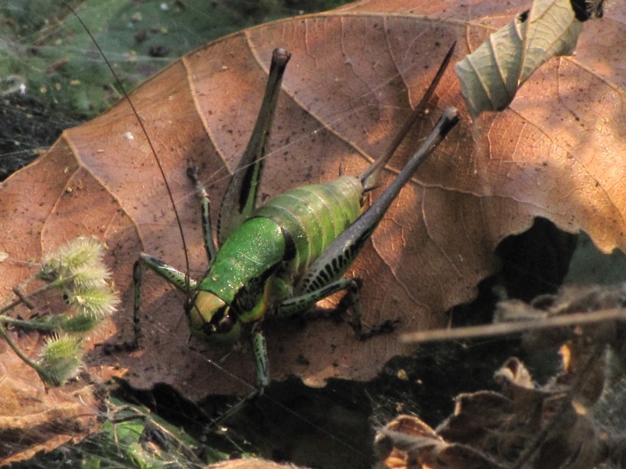 Ensiferi: Eupholidoptera sp.
